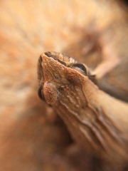 Physalaemus cuvieri