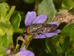 Stomorhina subapicalis