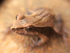 Physalaemus cuvieri