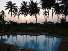 Cocos nucifera