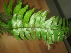 Hymenasplenium pubirhizoma