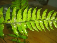Hymenasplenium pubirhizoma