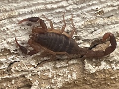Pseudolychas ochraceus