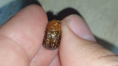 Paropsisterna cernua