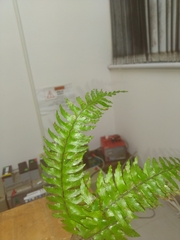 Hymenasplenium pubirhizoma