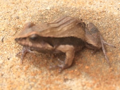 Physalaemus cuvieri