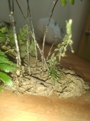 Hymenasplenium pubirhizoma