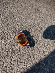 Vanessa atalanta