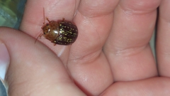 Paropsisterna cernua