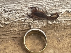 Pseudolychas ochraceus