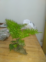 Hymenasplenium pubirhizoma