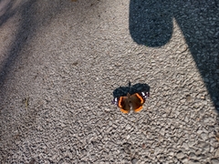 Vanessa atalanta