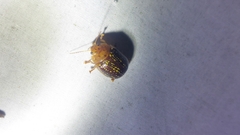 Paropsisterna cernua