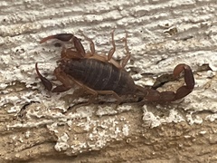 Pseudolychas ochraceus
