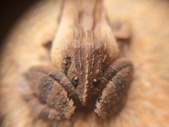 Physalaemus cuvieri
