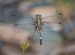 Austrogomphus amphiclitus