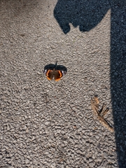 Vanessa atalanta