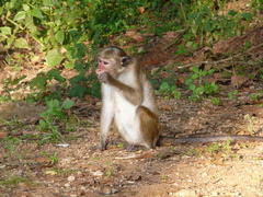 Macaca sinica