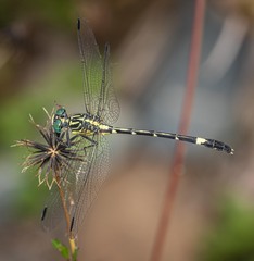 Austrogomphus amphiclitus