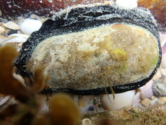 Scutus antipodes