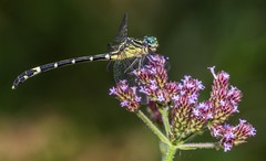 Austrogomphus amphiclitus