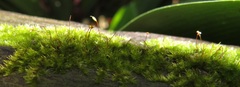 Sematophyllum
