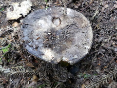 Lactifluus sepiaceus