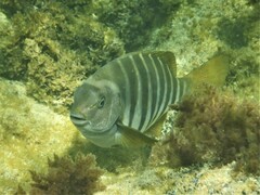Girella zebra