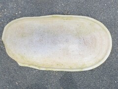 Scutus antipodes