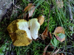 Xerocomus subtomentosus