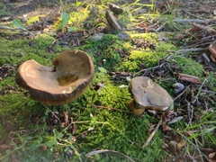 Xerocomus subtomentosus