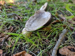 Xerocomus subtomentosus
