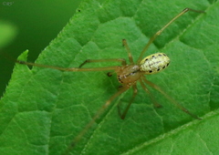 Enoplognatha ovata