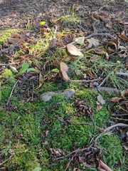 Xerocomus subtomentosus