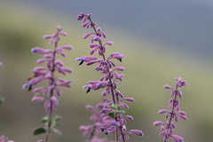 Salvia semiatrata