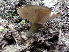Lactifluus sepiaceus