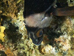 Pseudogoniistius nigripes