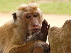 Macaca sinica