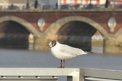 Chroicocephalus ridibundus