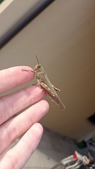 Anacridium aegyptium