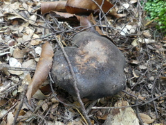 Lactifluus sepiaceus