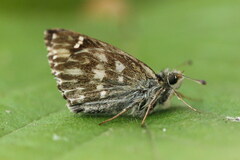 Muschampia floccifera