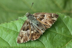 Muschampia floccifera