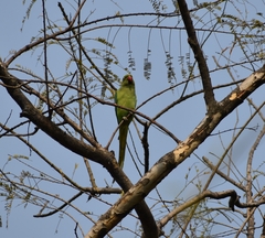 Psittacula krameri