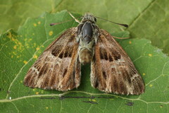 Muschampia floccifera