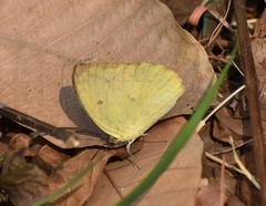 Catopsilia pomona