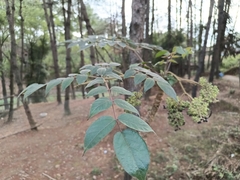 Aralia spinifolia