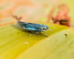 Macrosteles cyane