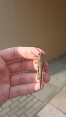 Anacridium aegyptium