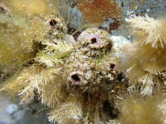 Pyura praeputialis
